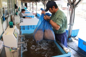 水稲種子の温湯消毒（ＨＰ）