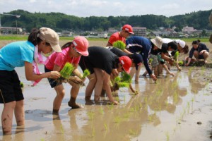 菱刈小児童が昔ながらの田植え体験（ＨＰ）