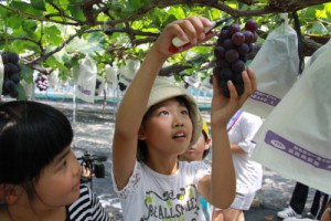 薩摩川内市ぶどう部会はさみ入れ式（ＨＰ）